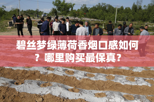 碧丝梦绿薄荷香烟口感如何？哪里购买最保真？